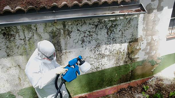 Trusted Mold Remediation service in Woodridge, IL - Cheap Mold Removal